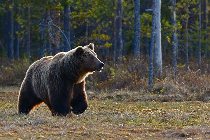 Alt Spaur Parco faunistico